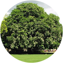 Pranjal Deekshit profile picture